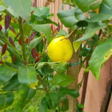 A Toca Casa vacanze Nordeste (Azores)